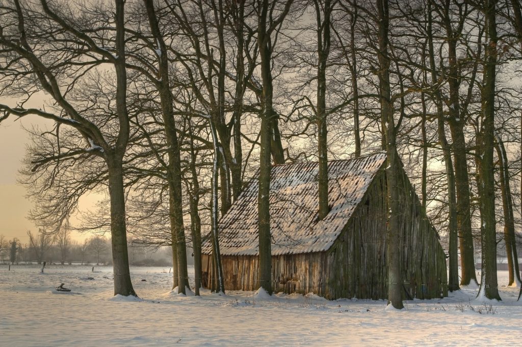 Cabin, woods, isolated