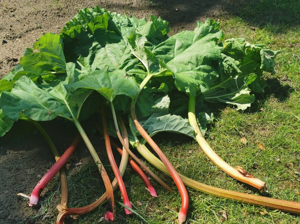 Rhubarb stalks with leaves